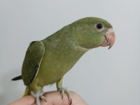 Nadir Mutasyon Haki Renk Bebek Pakistan Papağanı