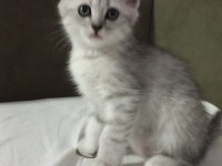 British shorthair sevimli yavrular