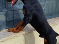 Yurt dışı kan hattı doberman yavrular