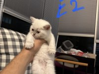 British Shorthair Antalya Yavru