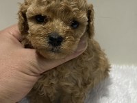 Sıfır numara toy poodle dişi
