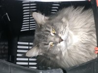 1 Erkek Ve 4 Dişi Yetişkin Maine Coon Kedilerim