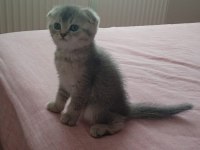 Sevimli oyuncu scottish fold