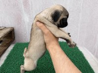 Pug Mops Yavrular Sıfır Burun Gül Kuyruk