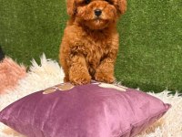 Aşılı Pasaportlu Toy Poodle Yavrularımız