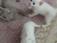 British Shorthair Bebekler - Erkek ve Dişi