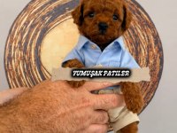 Red Toy Poodle