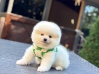 POMERANIAN BEBEĞİ