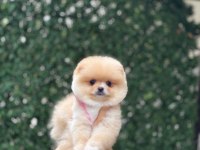 Ayı Surat Pomeranian Boo Yavrumuz
