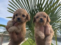 Toy Poodle Yavrularımız