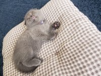 Scottish fold ve british yavrular rezervasyona hazır