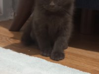 Bitter çikolata british shorthair