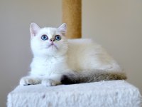 Anne ve babası şecereli british shorthair