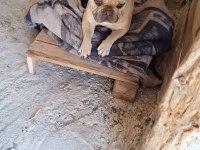 French bulldog köpeğimiz 3 yaşında
