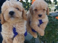 Apricot poodle bebişler