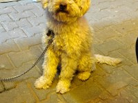 Yetişkin poodle