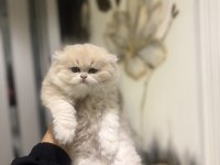 SCRLİ ANNE BABADAN TOP KAFA BRITISH LONGHAIR 