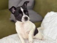 Chihuahua Teacup Yavrularımız Sağlık Ve Irk Garantilidir