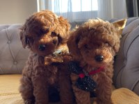 ŞİRİN SURAT MİNİK BOY TOY POODLE YAVRULAR
