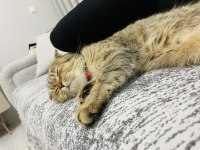 Scottish fold dişi kedimiz nadir tüy rengine sahip