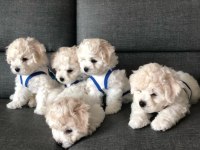BEBEK YÜZ  TOY POODLE YAVRULAR ANKARA MAĞAZAMIZDA GÖRN