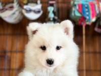 AYİ YAVRUSU BEMBEYAZ SAMOYED A KALİTE IRK