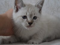 Blue point british shorthair kardeşler