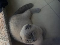 Yavrucuklarım 10 aylık kardeş scottish fold