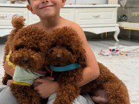 Hayallerinizdeki Toypoodle yavrularımız ruhsatlı çiftlik