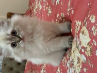 British longhair mavi gözlü dişi yavru