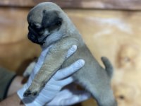 Pug yavrularımız