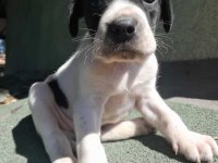 Pointer Av Köpeği Avcı köpeğimin yavrusu
