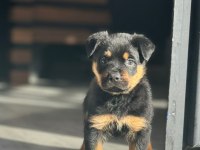 Efsanevi rottweiler yavrular dişi ve erkek