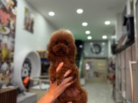 Kore yetişkin dişi erkek poodle