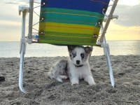 Şecereli erkek border collie yavrusu