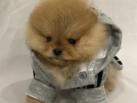 Mükemmel Ayı Surat Pomeranian Boo