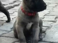 ESKİŞEHİRİN MEŞHUR KANGALININ YAVRULARI TEK