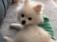 10 aylık erkek 2 buçuk kg pomeranian