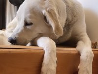 2 buçuk yaşında dişi labrador