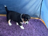 2 Aylık yavru dişi köpeğimize acil yuva