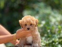 AŞILI VE ÇİŞ EĞİTİMLİ MALTİPOO BEBEKLER 