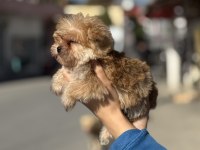 A kalite teacup erkek morkie yavrumuz