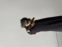 Mikro Teacup Yorkie