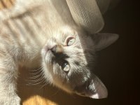British shorthair 3 aylık