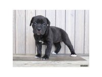 A scrli anne babadan cane corso yavrular kapıda ödeme