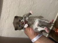 Çikolata & Çikolata Bicolor British Shorthair