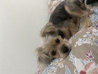 ÜCRETSİZ SAHİPLENDİRİYORUM YORKSHİRE KÖPEĞİMİ