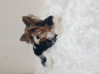 Disi biewee yorkshire terrier