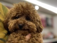 Sevgi ile bakılan toy ve teacup (bardak) boy poodle yavru