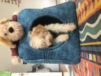 Çok acil çok uygun maltipoo